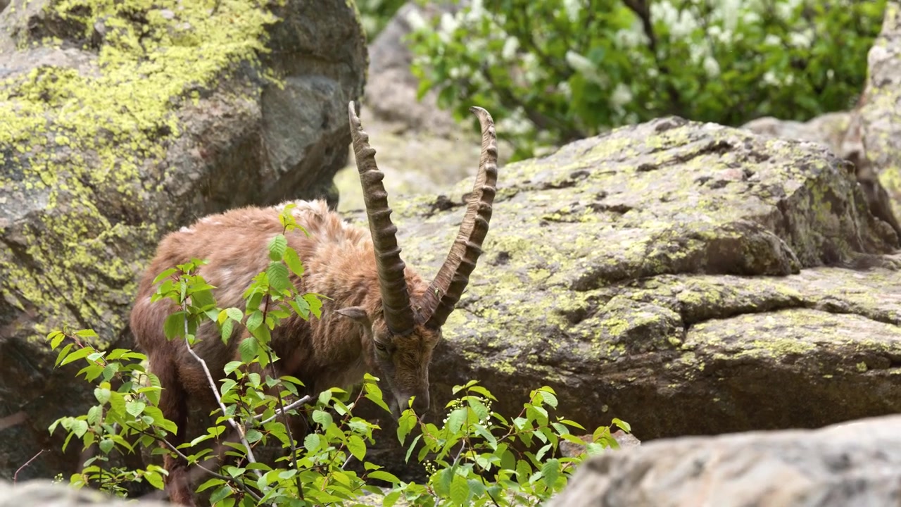 Wilder Alpensteinbock auf Futtersuche zwischen grünen Sträuchern und grauen Felsen am Lago della Rovina, Italien