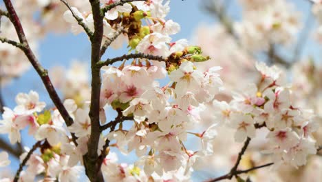 Close-up-of-wasp-on-cherry-blossoms-with-soft-focus-background-in-daylight