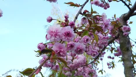 la primavera es simplemente increíble con su vida