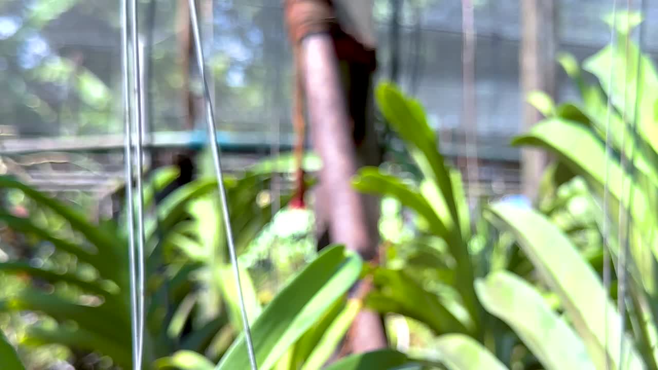 Close-up view of orchid buds and lush green leaves basking in sunlight within a greenhouse setting.