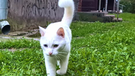 white cat walks on paved path near grassy garden on sunny day in quiet backyard scene