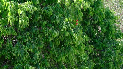 Zwei-Sittiche-Sitzen-In-Einem-Baum-Im-Turia-Park-Valencia