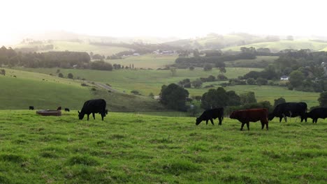 cows peacefully grazing in a lush green field