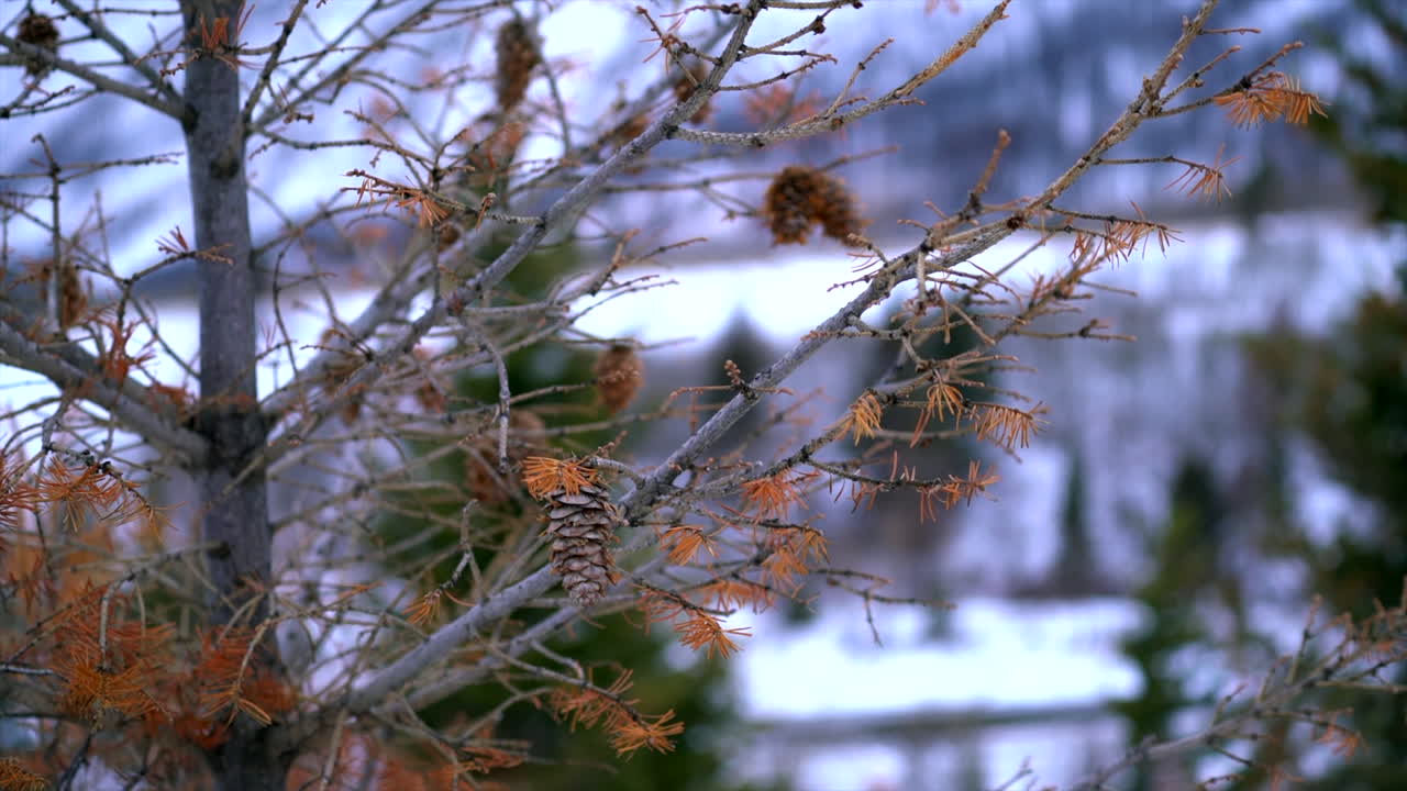 남부 앨버타의 겨울 자연 풍경