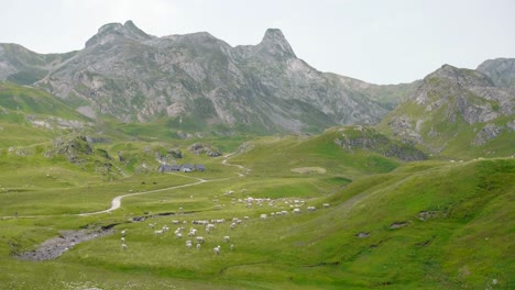 Schafherde-Weidet-Auf-Grüner-Weide-In-Der-Nähe-Des-Col-Du-Portalet,-Einem-Gebirgspass-Und-Grenzübergang-In-Den-Pyrenäen-Zwischen-Frankreich-Und-Spanien