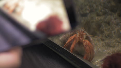 tomando una foto celular del cangrejo soldado en el acuario
