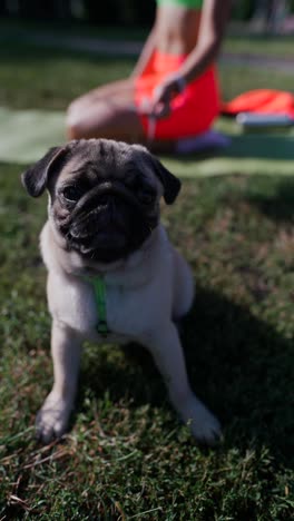 un cachorro de pug con una mujer haciendo ejercicio en el parque