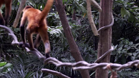 Spider-monkey-crossing-thru-a-rope