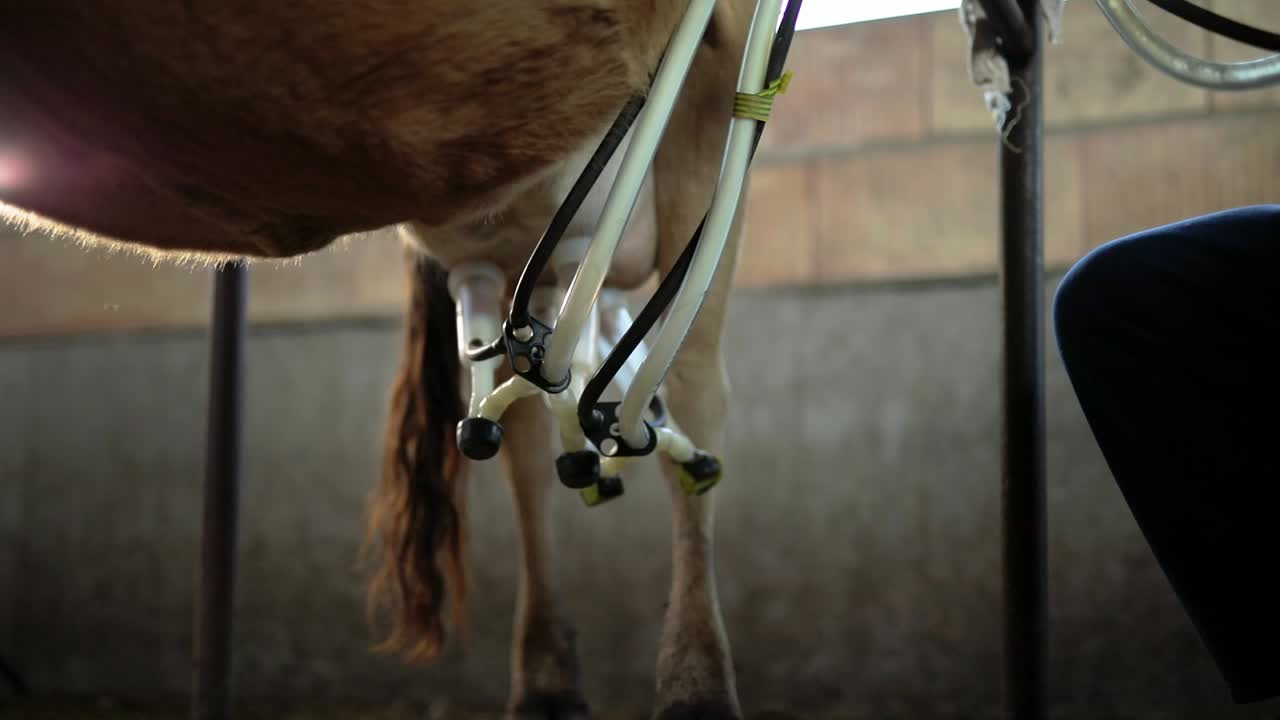 Milking cows on farm with milking machine