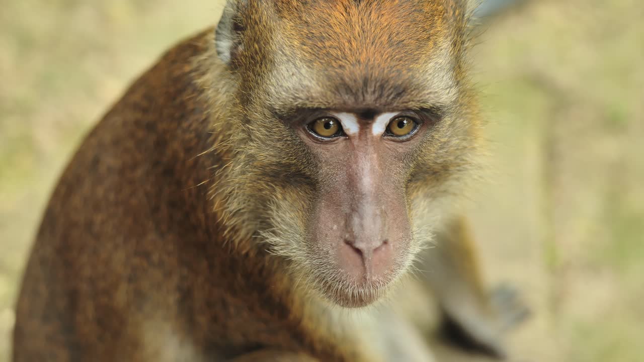 Primo piano del volto di macaco con occhi espressivi, luce naturale, Cebu, Filippine
