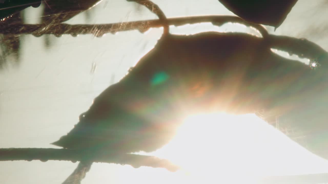 la luz del sol brillante de la mañana brilla detrás de las hojas de las plantas con lluvia cálida cayendo