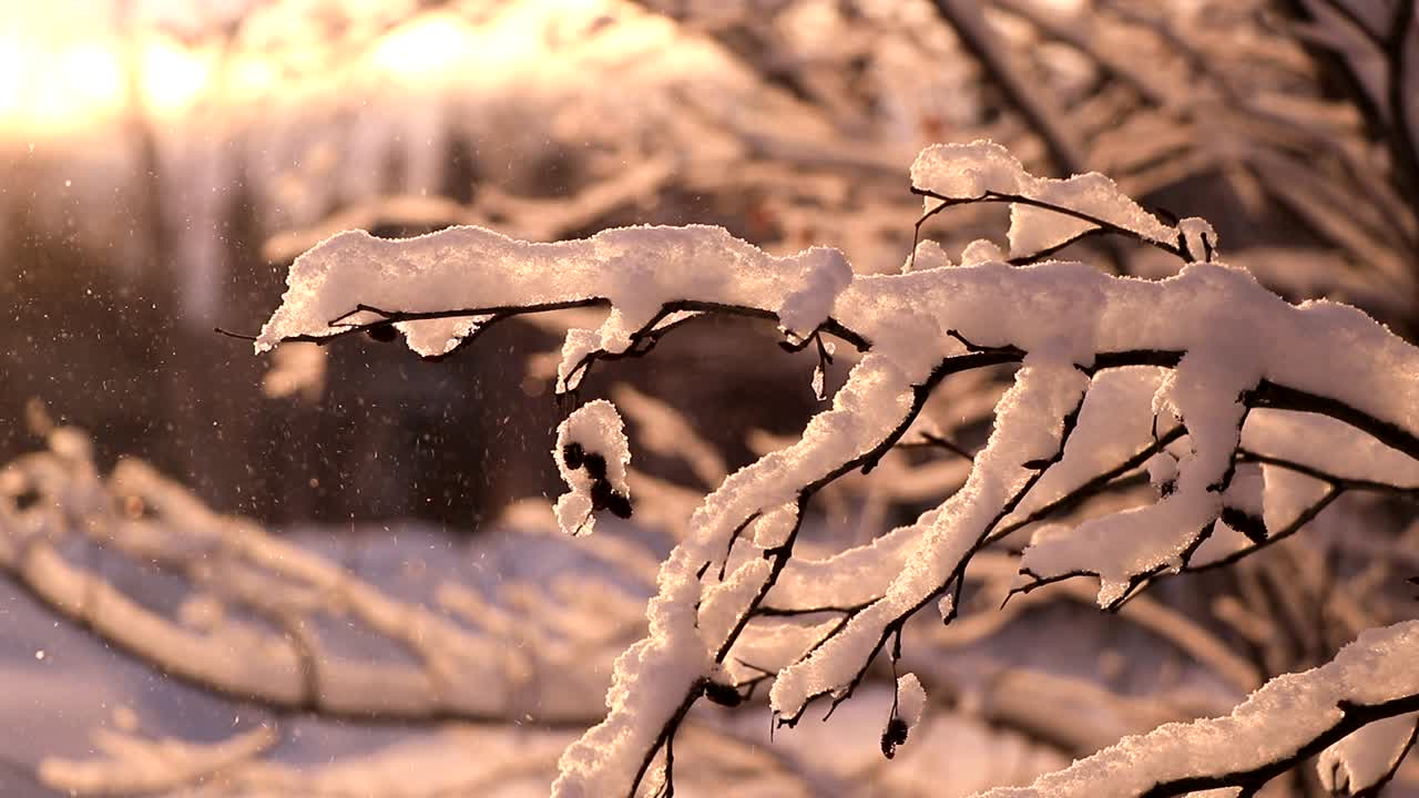 nevadas a cámara lenta en pequeñas ramas durante una hermosa puesta de sol