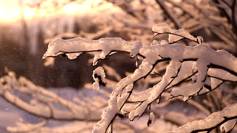 Schneefall-In-Zeitlupe-Auf-Kleinen-Ästen-Bei-Einem-Wunderschönen-Sonnenuntergang