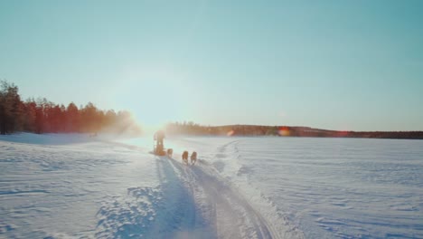 Person-riding-sleigh-with-huskies