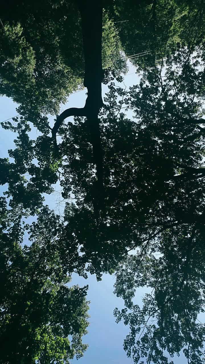 나무들을 쳐다보며