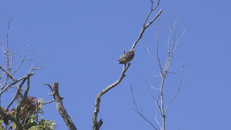 2-Halcones,-Compartiendo-Brevemente-La-Copa-De-Un-árbol