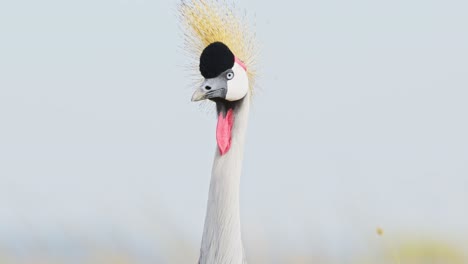 disparo en cámara lenta de primer plano disparo de una grúa coronada gris, mirada curiosa frente a la cámara, vida silvestre africana divertida en la reserva nacional de maasai mara, kenia, áfrica animales de safari