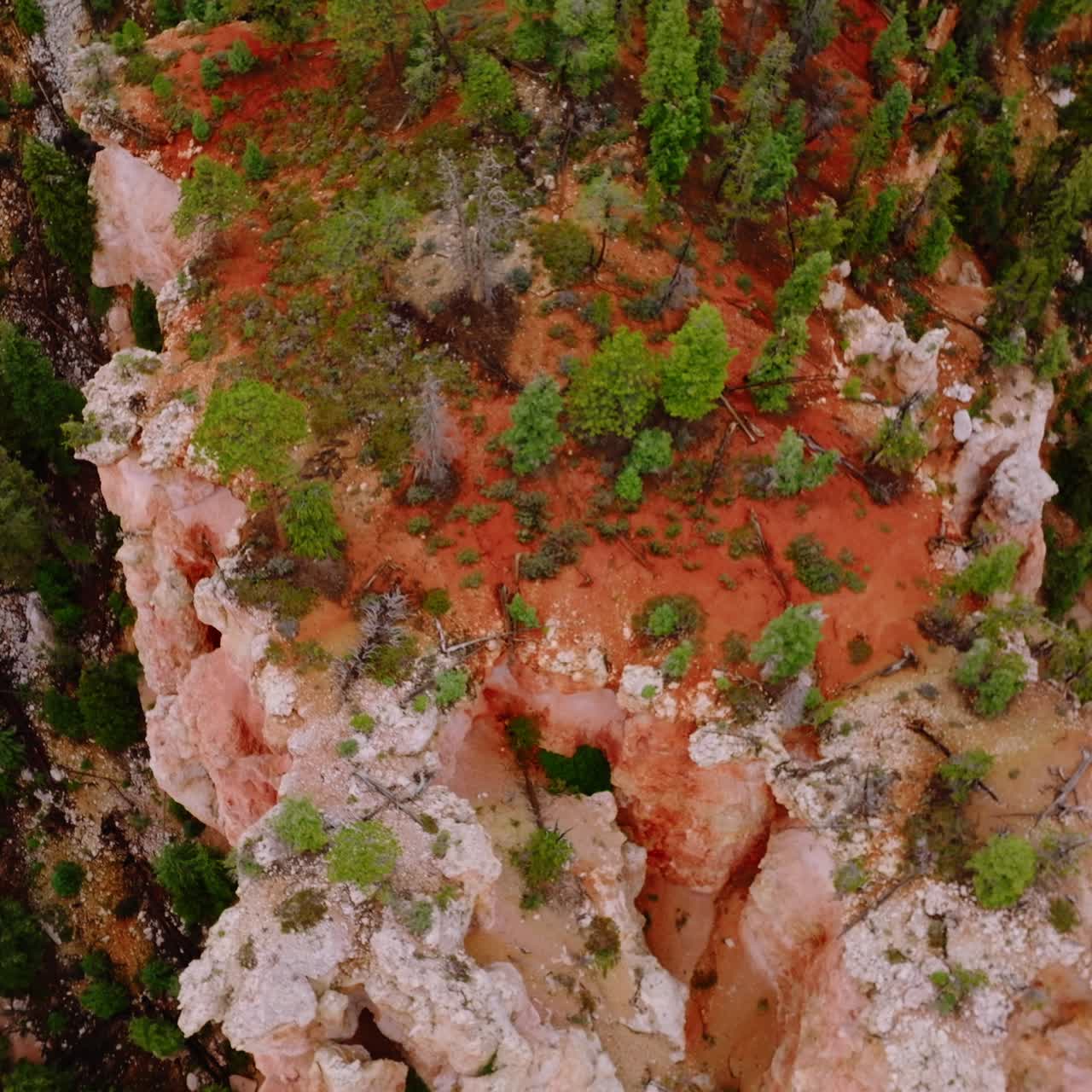 Amazing high column rocks of coral color in National Bryce Park, Utah, USA. Drone footage over the cliff rocks overgrown with pine trees. Top view