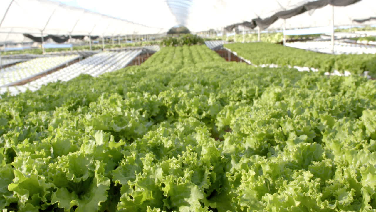 Hydroponic farm with rows of fresh green lettuce growing in greenhouse, copy space