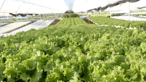hydroponic farm with rows of fresh green lettuce growing in greenhouse, copy space