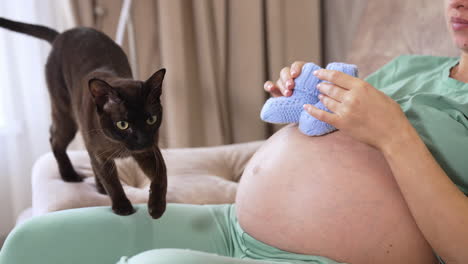 pregnant woman holding pair of cute baby socks on her bare tummy and playing with them. black cat turns to his mistress, steps on her knees and stretches itself closing its eyes. cat steps over the woman's knees and moves forward.
