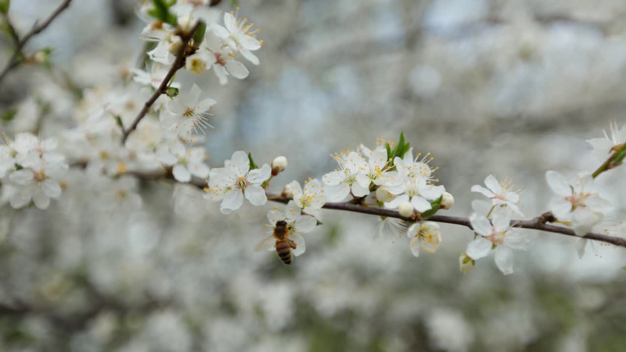 Honeybee on Spring Blossoms