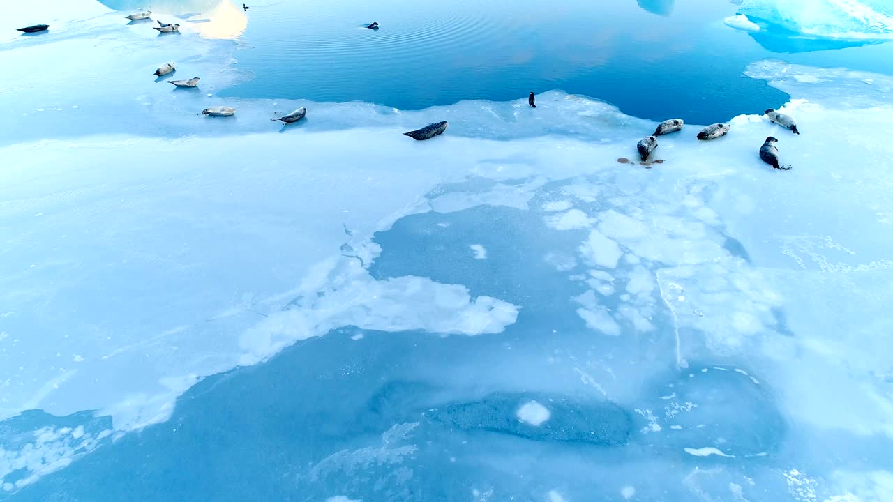 Vista aérea de focas deitadas em bloco de gelo branco na Islândia. As focas estão ao lado do Mar azul e há uma foca nadando no mar.