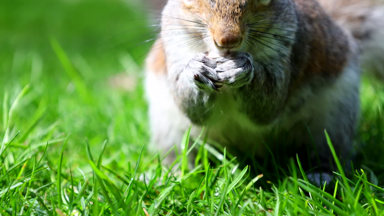 ardilla gris comiendo una nuez en la hierba