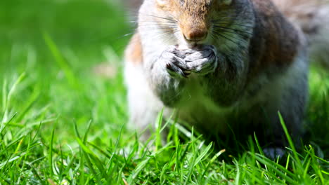 grey squirrel eating a nut on the grass