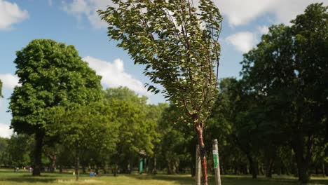 Young tree sapling growing in a park, on a bright summer day, and swaying in the wind, in slow motion