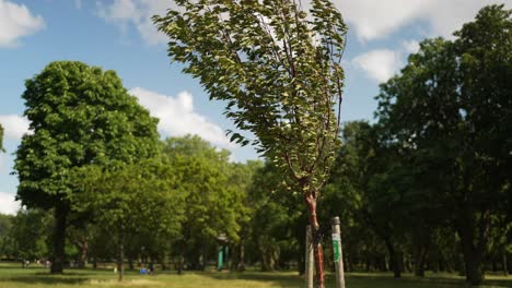 young tree sapling growing in a park, on a bright summer day, and swaying in the wind, in slow motion