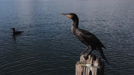 great cormorant perched on wooden pole in lake flying away, close up