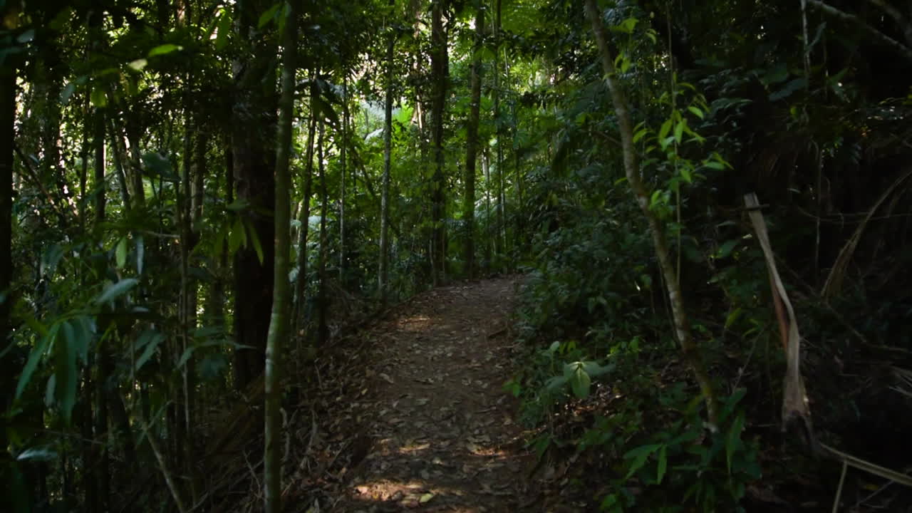티주카 숲 국립 공원의 대서양 숲 트레일