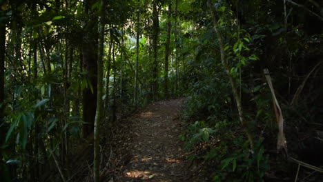 el sendero del bosque atlántico en el parque nacional del bosque de tijuca