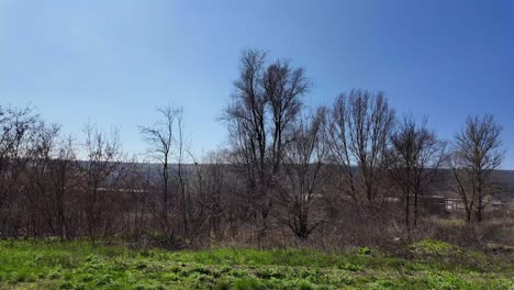 Natur-Im-Winter,-Abgestorbene-Bäume-Am-Straßenrand,-Ländliche-Landschaft,-Moldawien