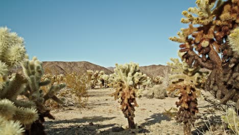 cactus plant in joshua tree national park in california on a partly cloudy day with video dolly moving back