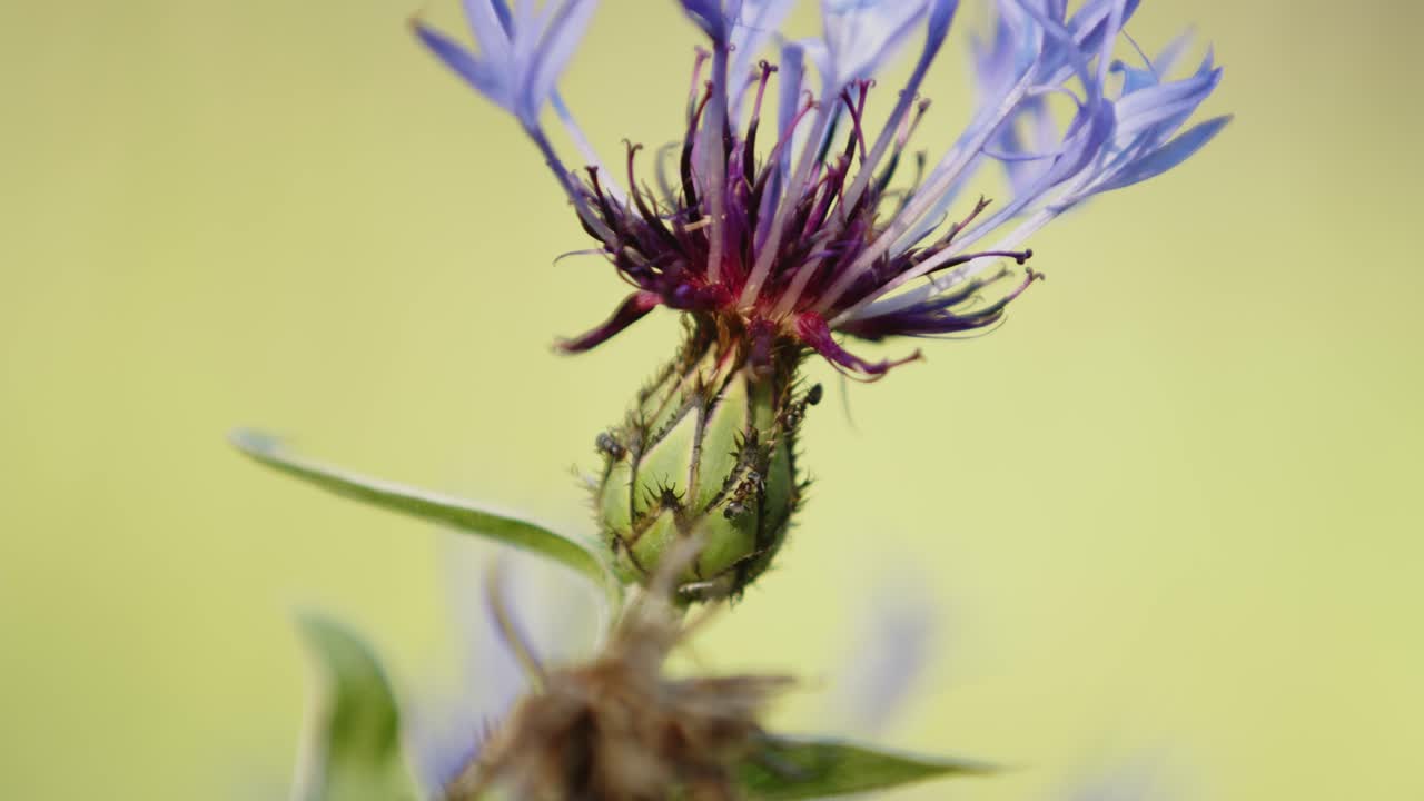 Ekstremt nærbilde av kornblomsten, Tysklands nasjonalblomst