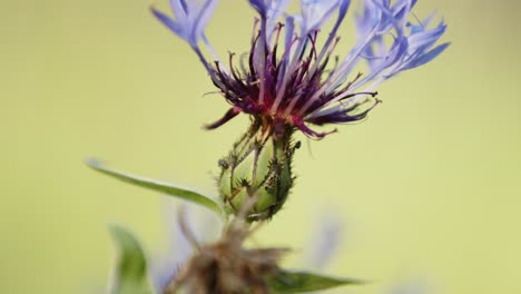 extreme close-up of the cornflower, national flower of germany