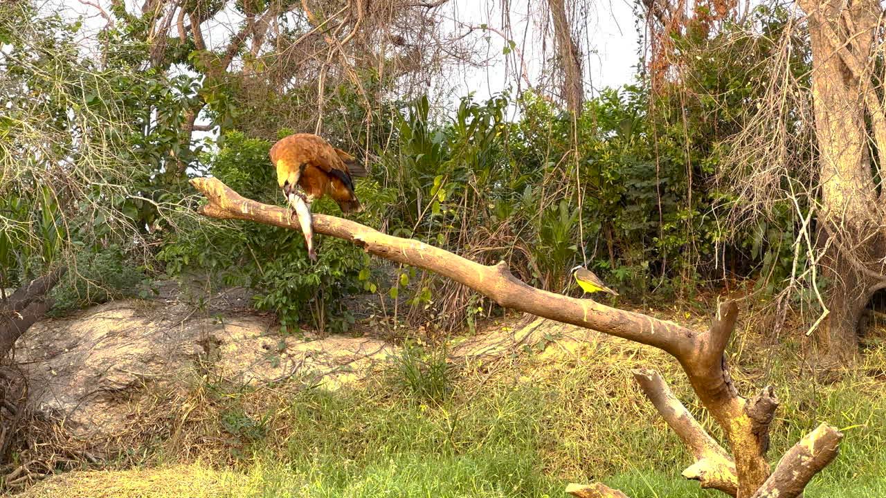 Black collared hawk eating fish and vocalizing. Pantanal Brazil.