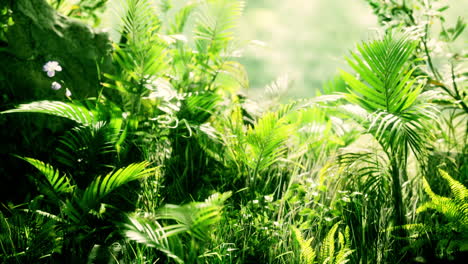 close up jungle grass and plants