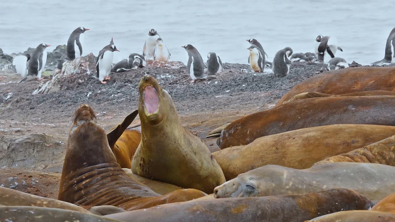 짝짓기 대치에서 싸우는 남극 코끼리 물개 리빙스톤 섬