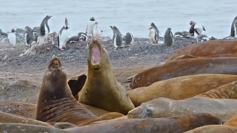 elefantes marinos de la antártida isla livingstone luchando en un enfrentamiento de apareamiento