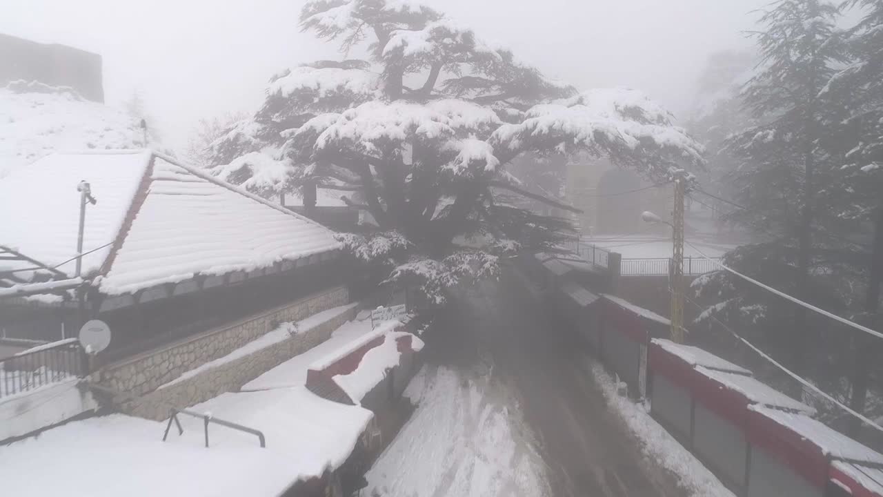 Low aerial flight toward and above snow covered tree in winter, Lebanon