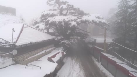 low aerial flight toward and above snow covered tree in winter, lebanon