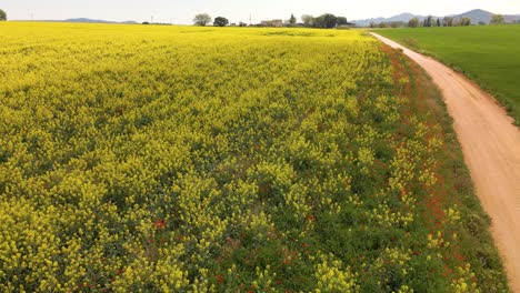 Aerial-images-with-drone-of-a-rapeseed-field-in-Llagostera-Gerona-Costa-Brava-Spain-zenith-shots-fluid-movements-European-crops-bike-rides