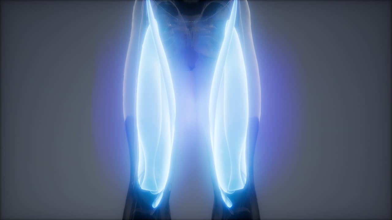 허 ⁇ 지 근육 - 눈에 보이는 근육 해부학 지도