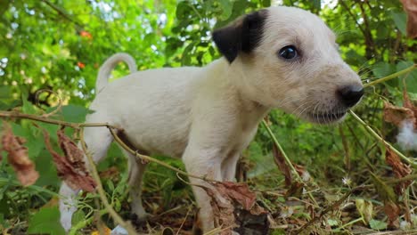 Homeless-puppies-on-the-streets-of-the-city.