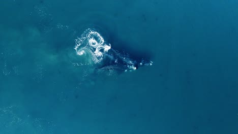 Ballena-Adulta-Acosando-A-Una-Madre-Con-Ternero,-Ballenas-Francas-Australes-En-La-Naturaleza---Vista-Aérea-De-Arriba-Hacia-Abajo