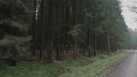 Moving-Down-a-Dark-Forest-Pathway,-Looking-into-The-Forest---Dolly-In-Shot
