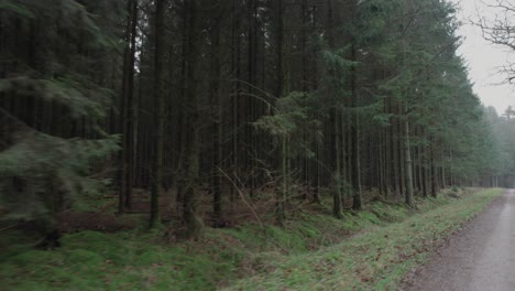 Sie-Bewegen-Sich-Einen-Dunklen-Waldweg-Hinunter-Und-Schauen-In-Den-Wald-–-Dolly-Im-Bild